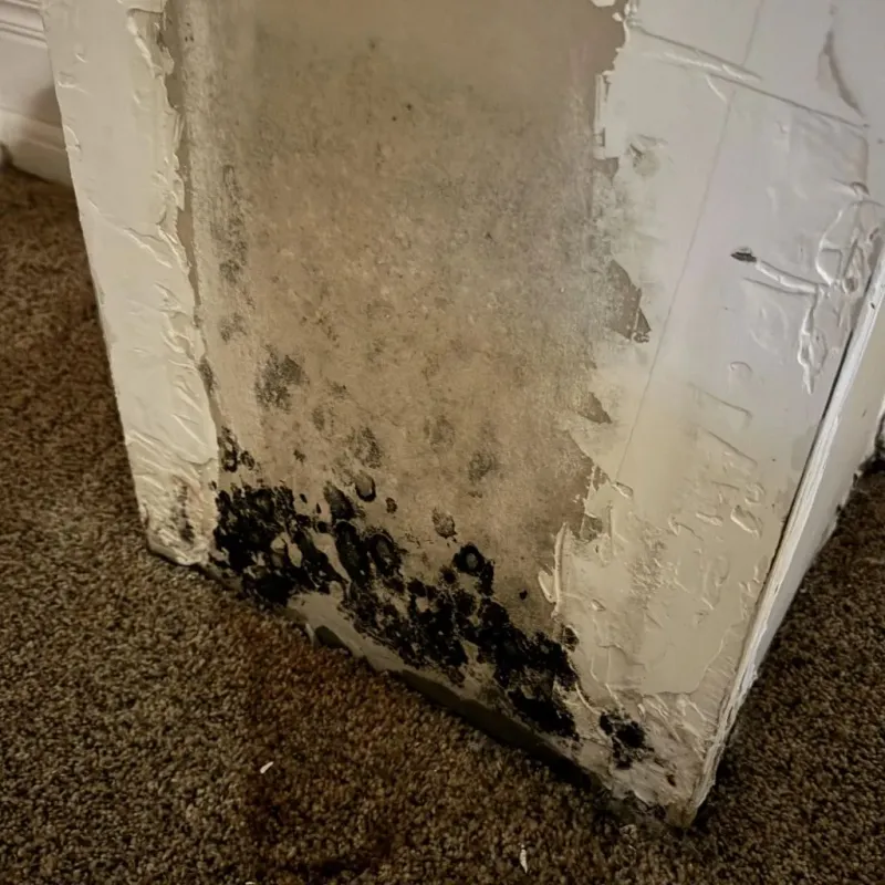 Professional Mold Removal in McIntosh County, OK
